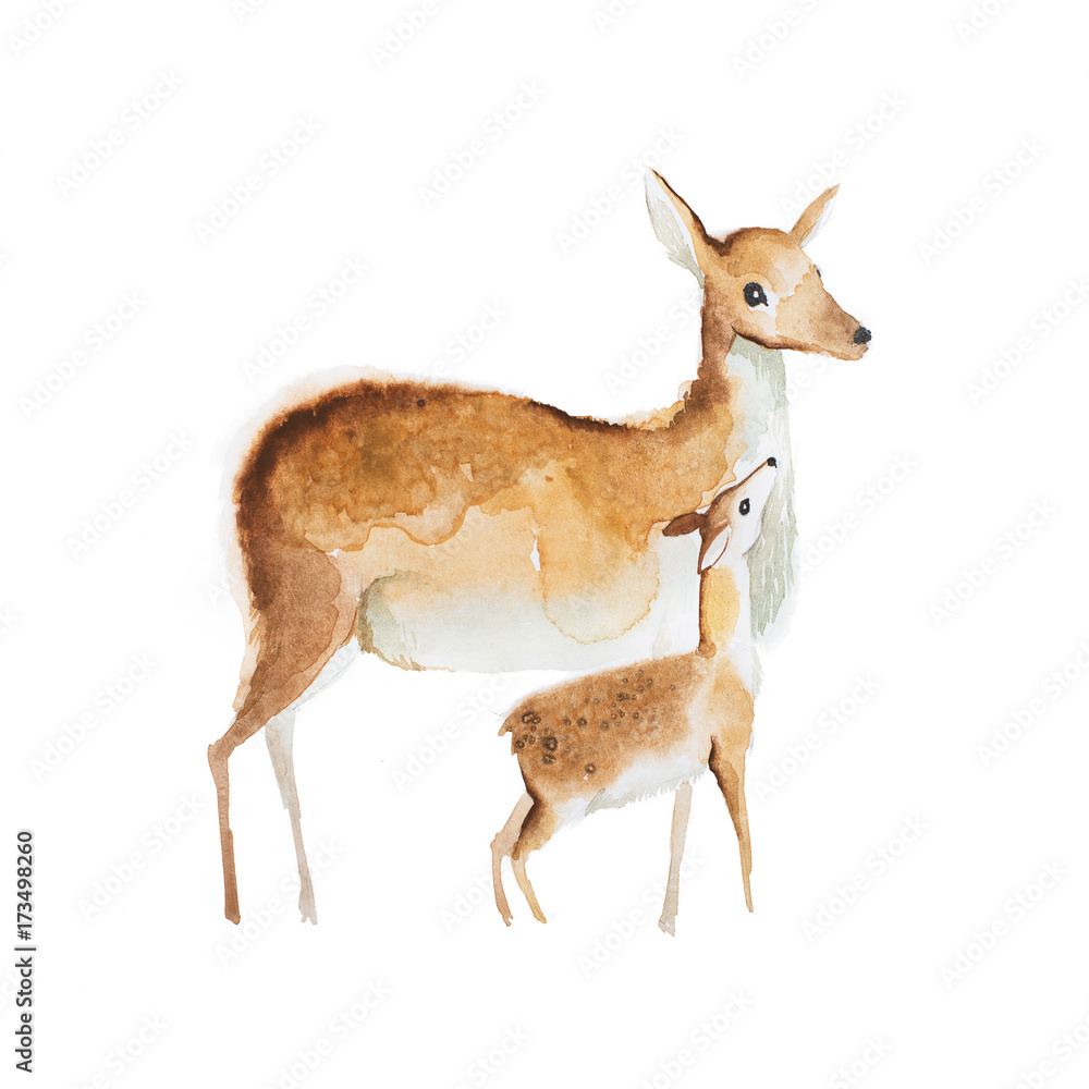 Obraz Akwarela, rysunek jelenia matki i płowy