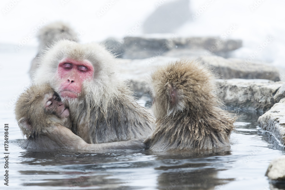 Obraz premium Junger Schneeaffe schmiegt sich an das Muttertier