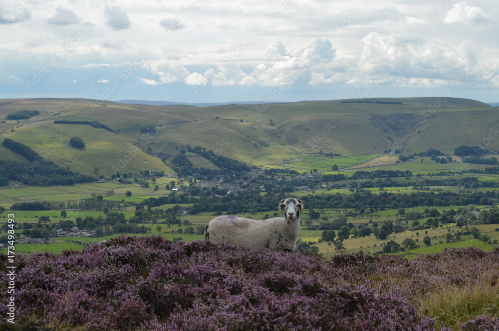 Fototapeta premium Ram in countryside