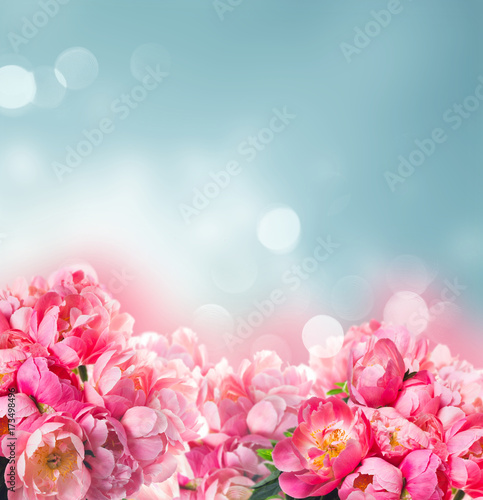 Fresh dark pink peony flowers border over blue bokeh background