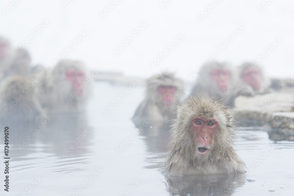 Naklejka premium Schneeaffe ruft nach Artgenossen