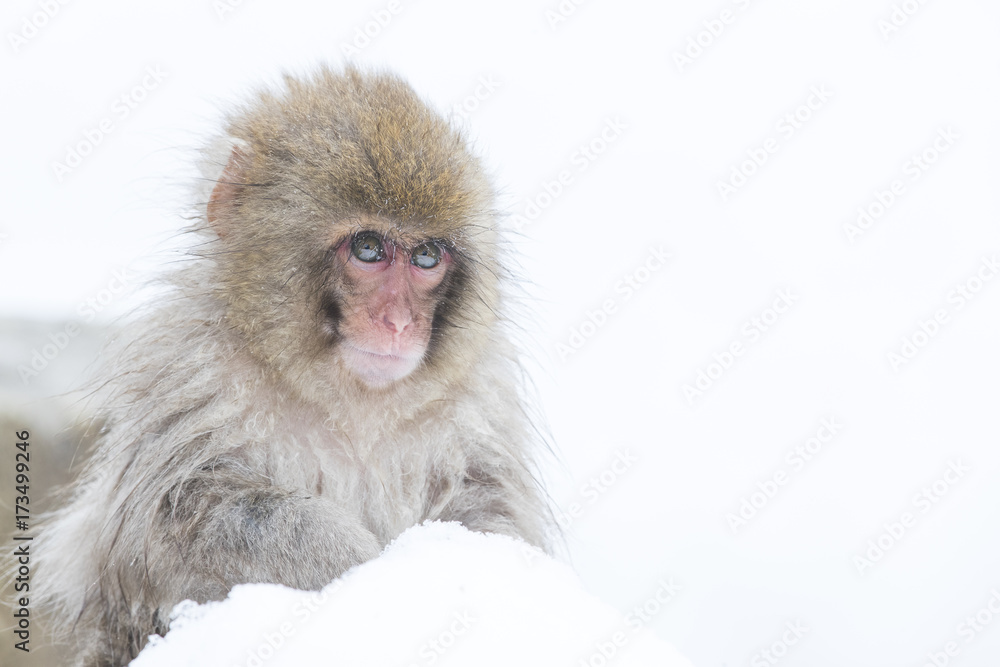 Naklejka premium Junger Schneeaffe frisst Schnee