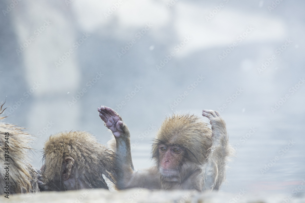 Naklejka premium Schneeaffe kratzt sich