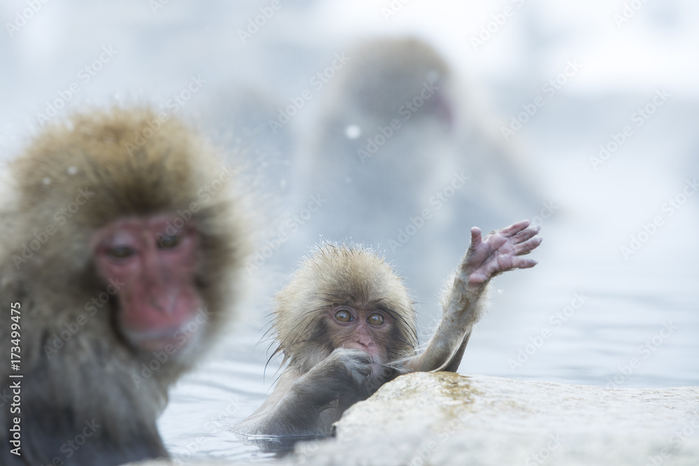 Obraz premium Junger Schneeaffe kratzt sich