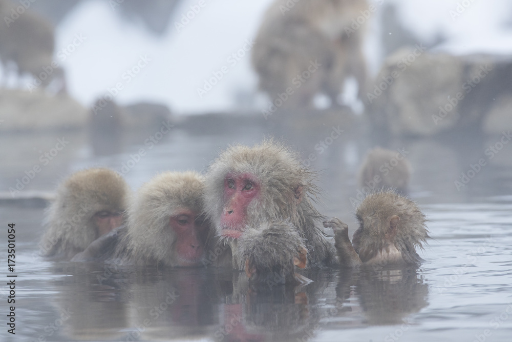 Fototapeta premium Schneeaffen lausen sich