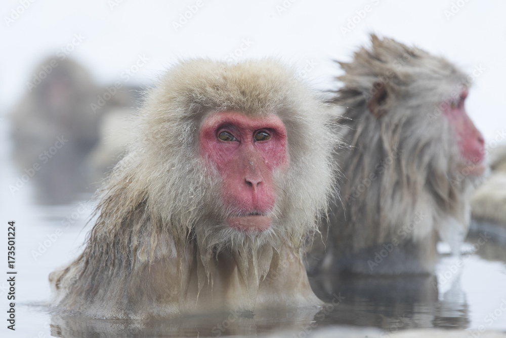 Naklejka premium Schneeaffen in der Thermalquelle