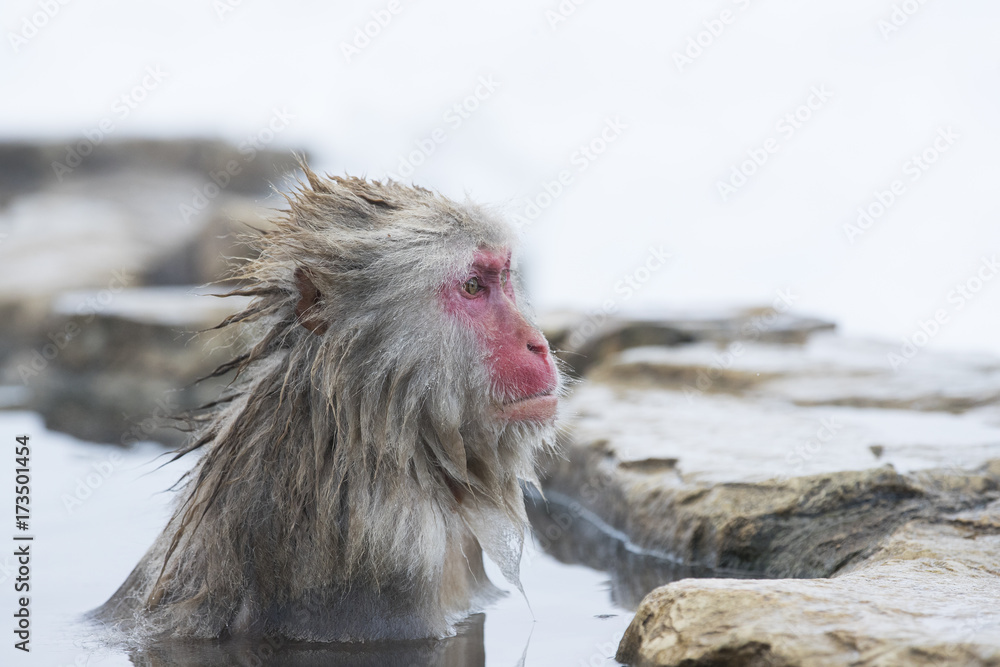 Fototapeta premium Schneeaffe entspannt in der Thermalquelle