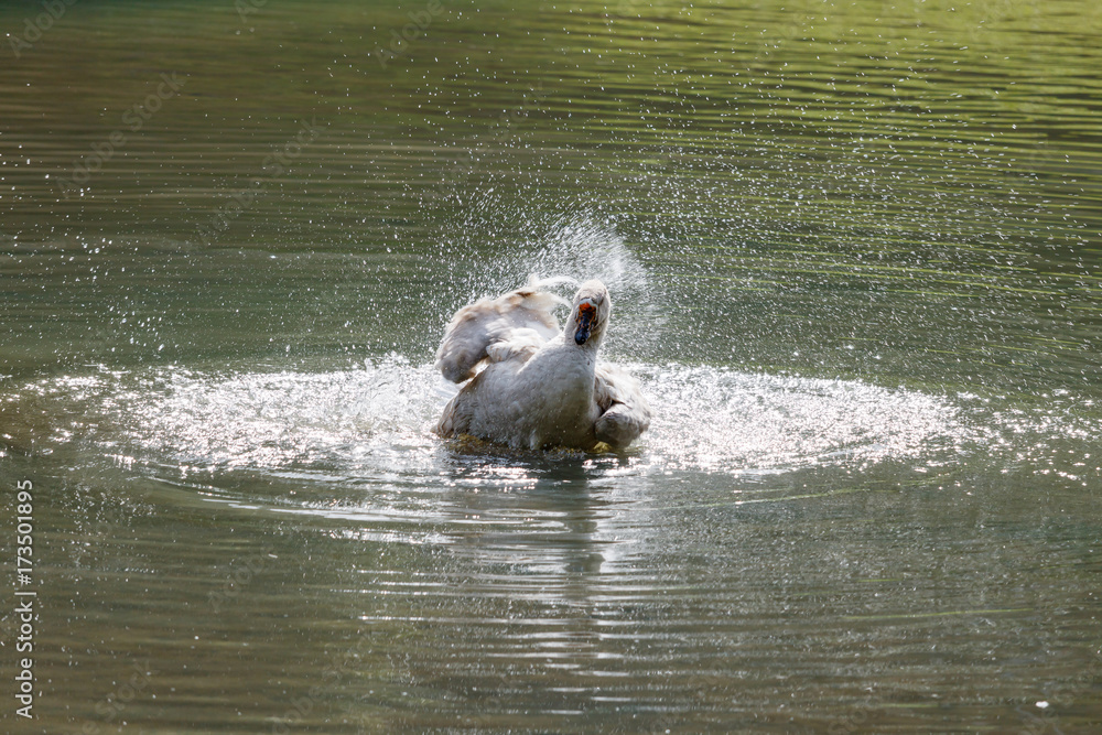 Fototapeta premium Wild goose splashing in the lake on a warm autumn day