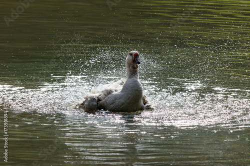 Wild goose splashing in the lake on a warm autumn day