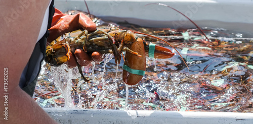 Maine lobster close up in lobstermans hand