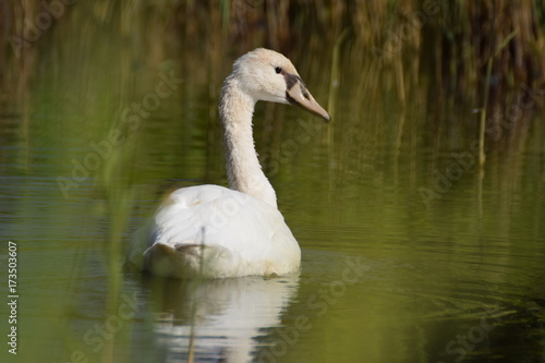 Swimming swan