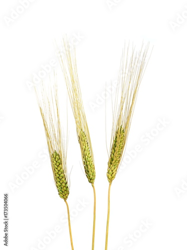 Three Wheat Grain Stalks on a White Background