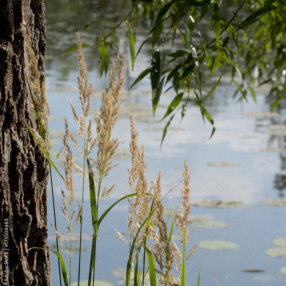 summer landscape with grass and a tree on the shore of a pond