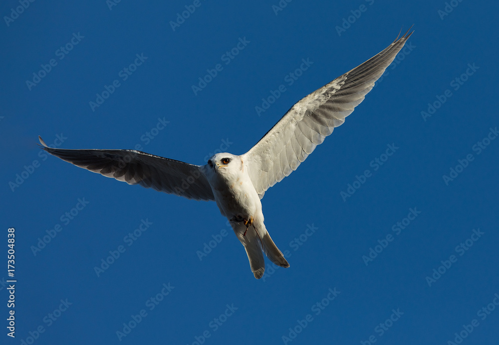 White-tailed flying in the wild, showing off a mouse in its talons White-tailed flying in the wild, showing off a mouse in its talons