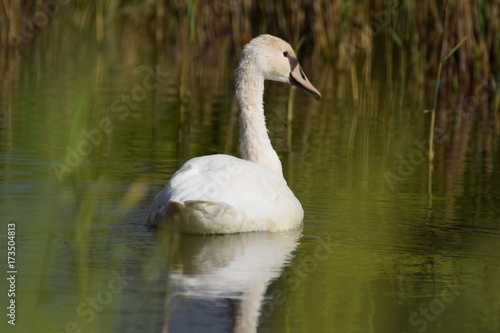 Swimming swan