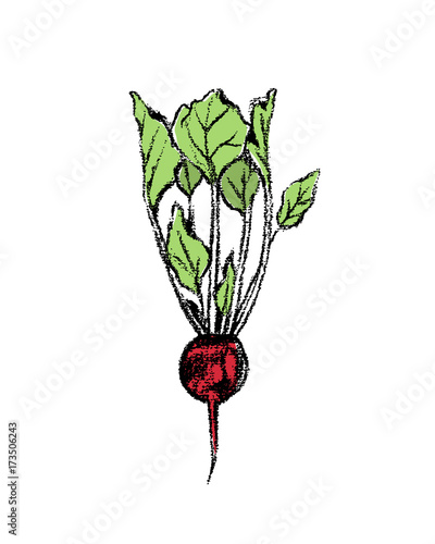 Hand drawn beet