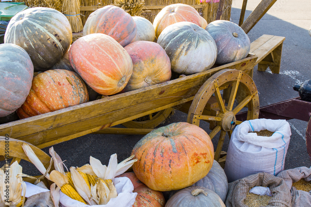 the harvest of watermelons and pumpkins in a wooden cart