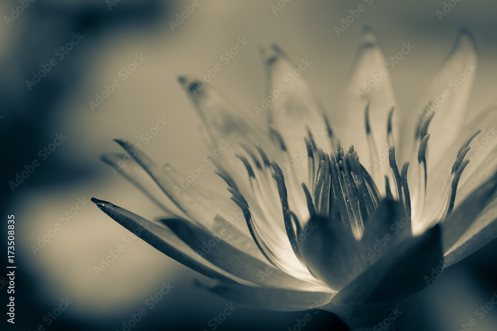Beautiful black and white lotus bloom, macro