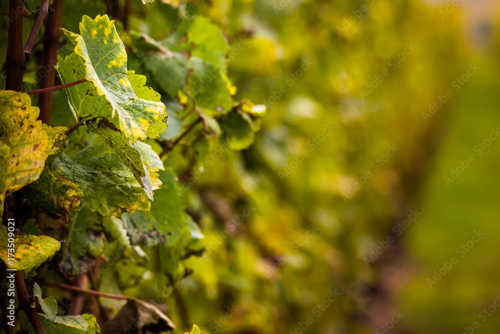 Romatic yellow vineyards during autumn in Rheinhessen Romatic yellow vineyards during autumn in Rheinhessen