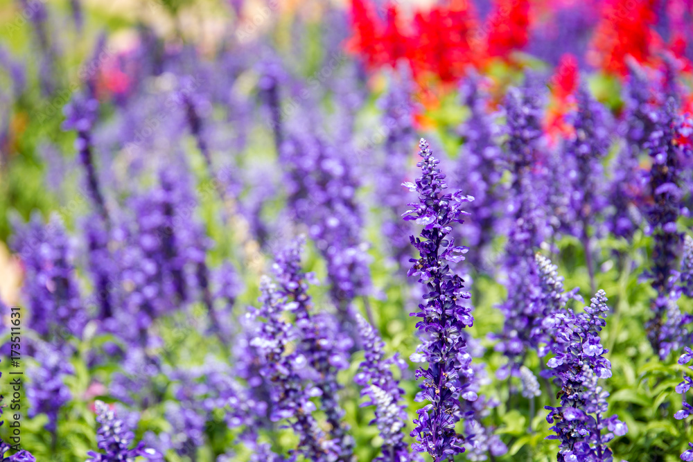 Obraz premium Beautiful lavenders close up in the garden with blurred larvender field background.