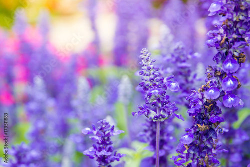 Beautiful lavenders close up in the garden with blurred larvender field background.