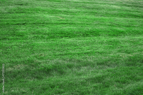 green grass background