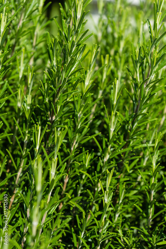 Roris marini Rosmarinus officinalis rosmarin plant herb close up view leaf