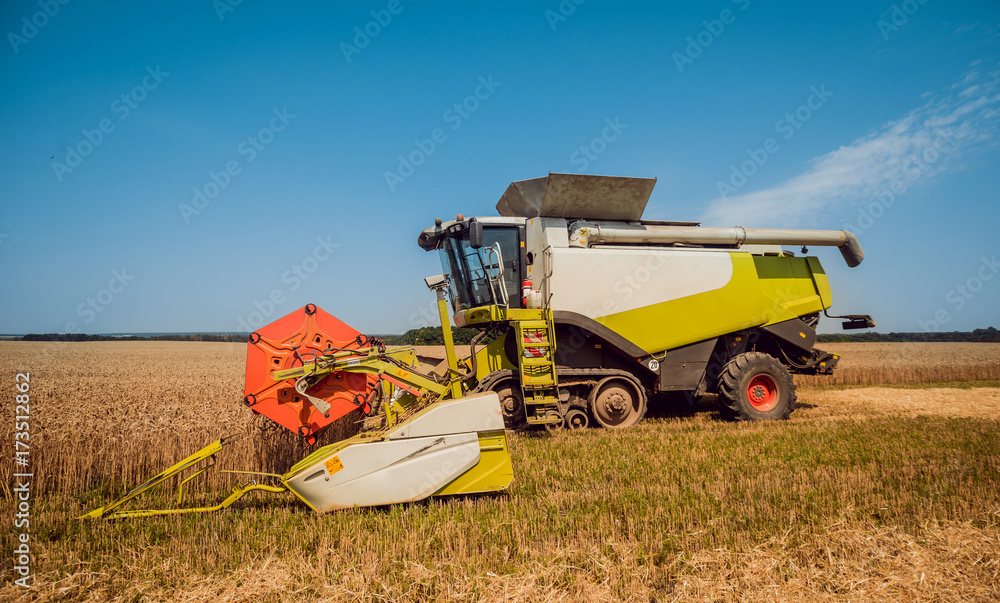 Fototapeta premium Combine harvester in action on wheat field. Process of gathering a ripe crop.