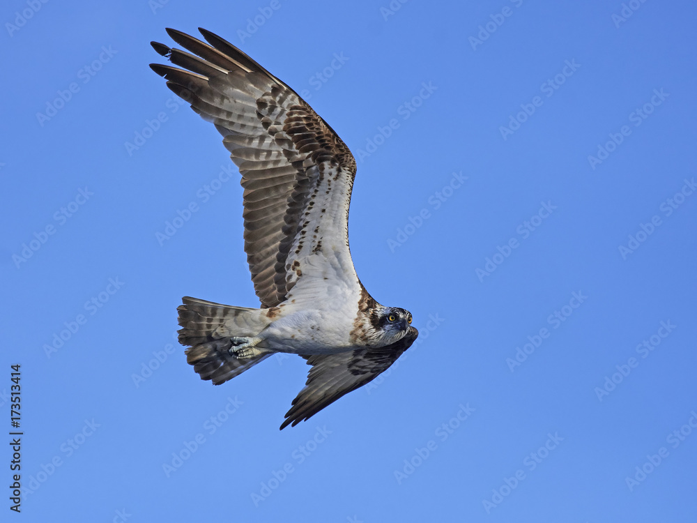 Fototapeta premium Osprey (Pandion haliaetus)