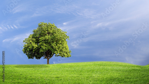 Green grass and tree with clouds background, green concept.
