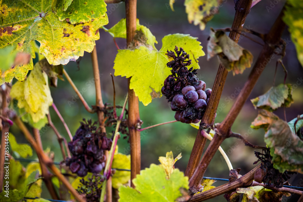 Detail of icewine grapes in a vineyard during autumn