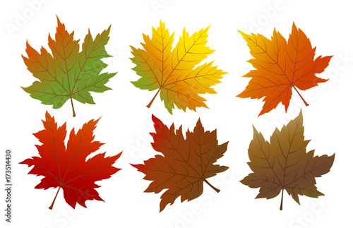 Vector autumn maple leaves isolated on white background