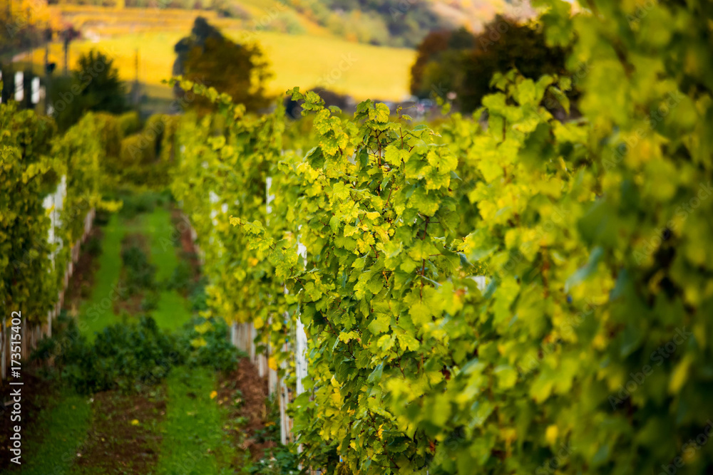 Romatic yellow vineyards during autumn in Rheinhessen