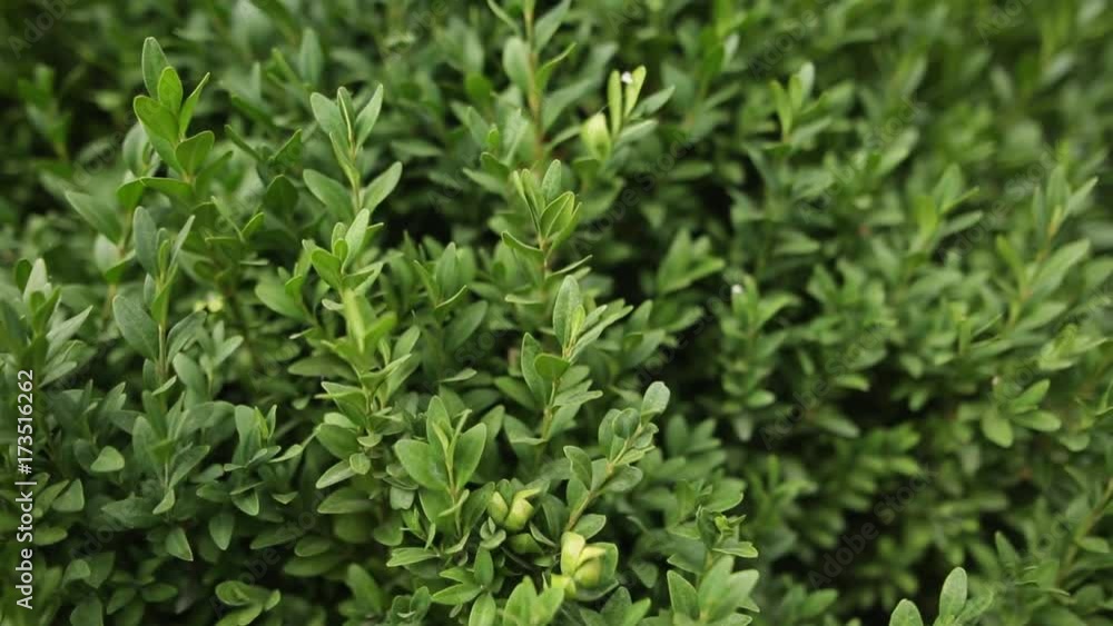 Texture of a green bush. Set of small leaves. Use as a background. Panoramic slow-motion. Vertical growing endless seamless pattern. Texture of a green bush. Set of small leaves. Use as a background. Panoramic slow-motion. Vertical growing endless seamless pattern.