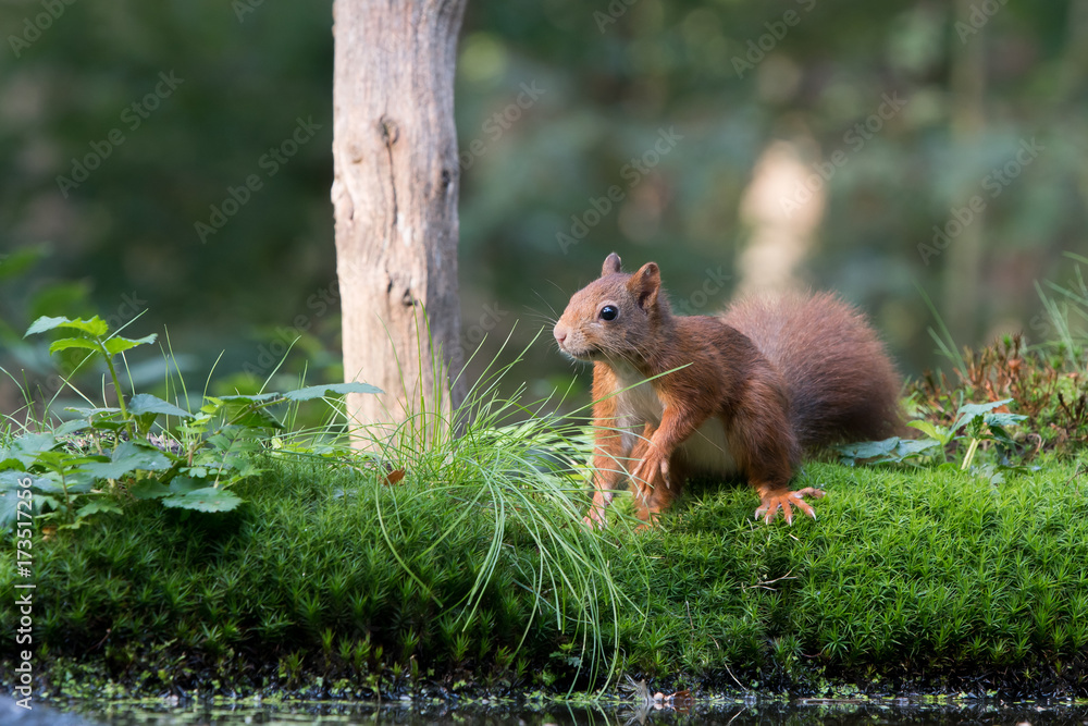 Squirrel Squirrel