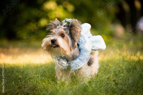 A dog in a beautiful tender dress in the grass