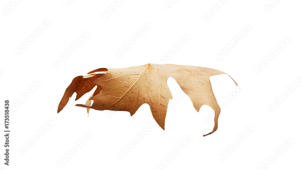 Fototapeta premium leaf falling isolated autumn background