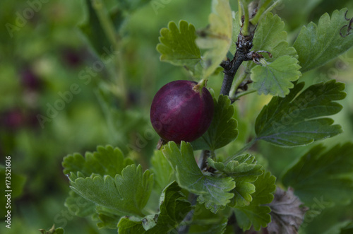 Wallpaper Mural gooseberries or agrus, Branch with berries purple Agrus,Group of sweet ripe berries gooseberries, agrus in the garden Torontodigital.ca