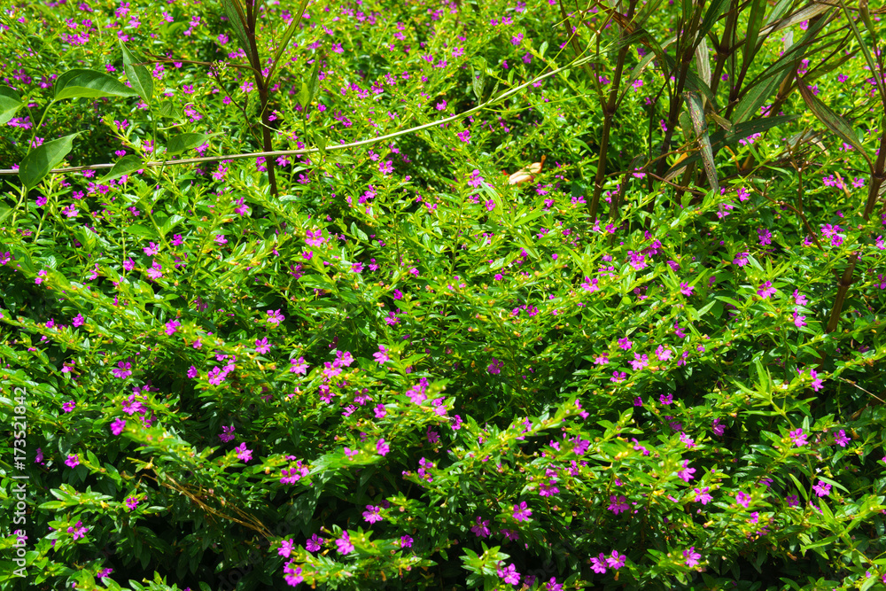 tiny pink wild flower with green leaf after raining. tiny pink wild flower with green leaf after raining.