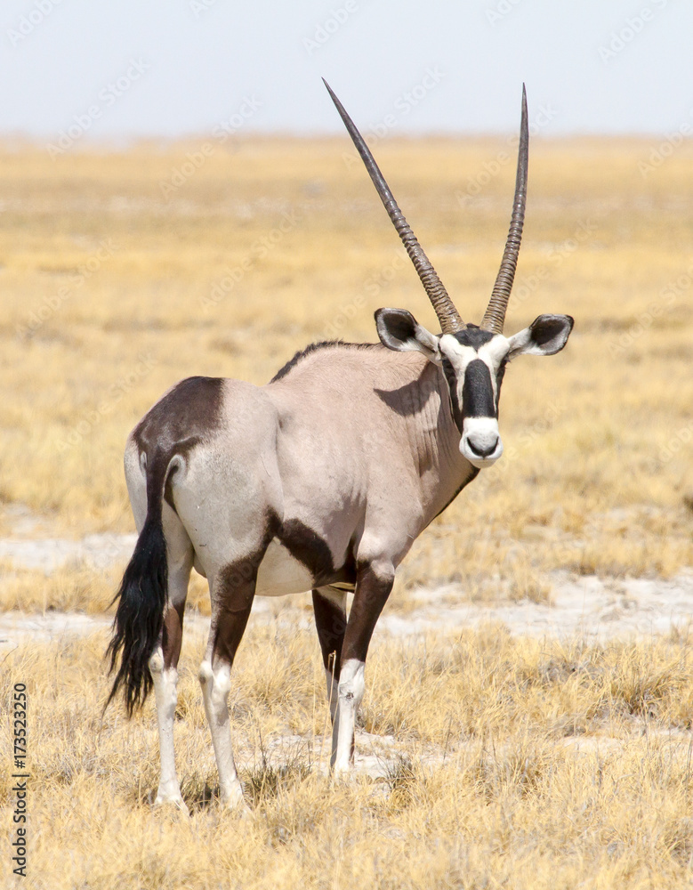 Fototapeta premium photographed in the Etosha Wildlife Reserve ion Namibia