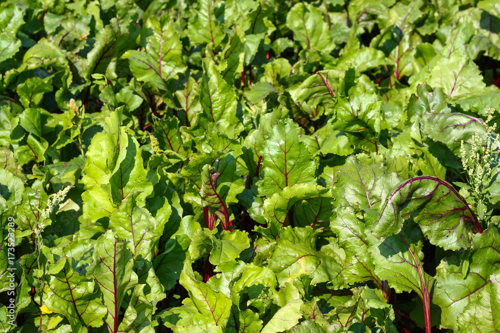 Fototapeta premium Green leaves of beet