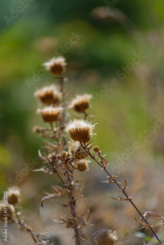 Wild prickly flower © OLEKSII