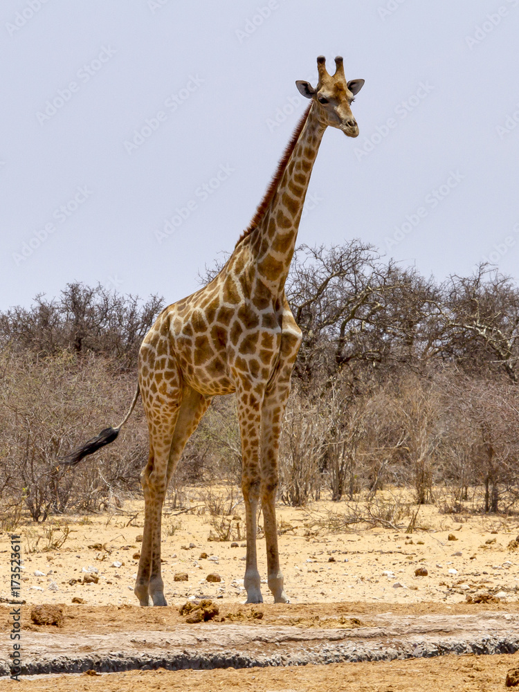 Obraz premium photographed in the Etosha Wildlife Reserve ion Namibia