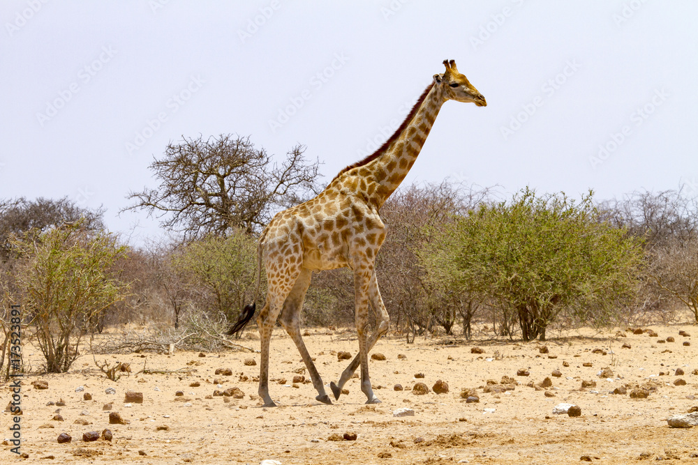 Obraz premium photographed in the Etosha Wildlife Reserve ion Namibia