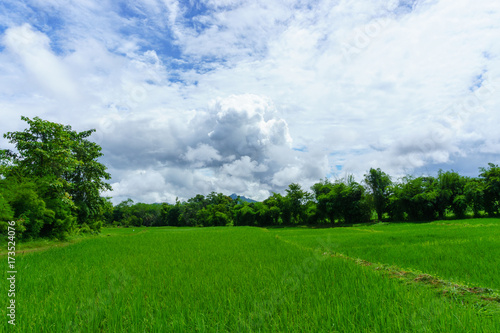 rice fields with tree and cloudy sky background in countryside of thailand.