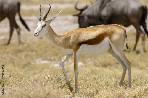 photographed in the Etosha Wildlife Reserve ion Namibia