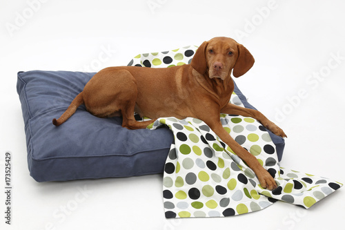 stolzer Magya Vizsla auf Hundesofa photo