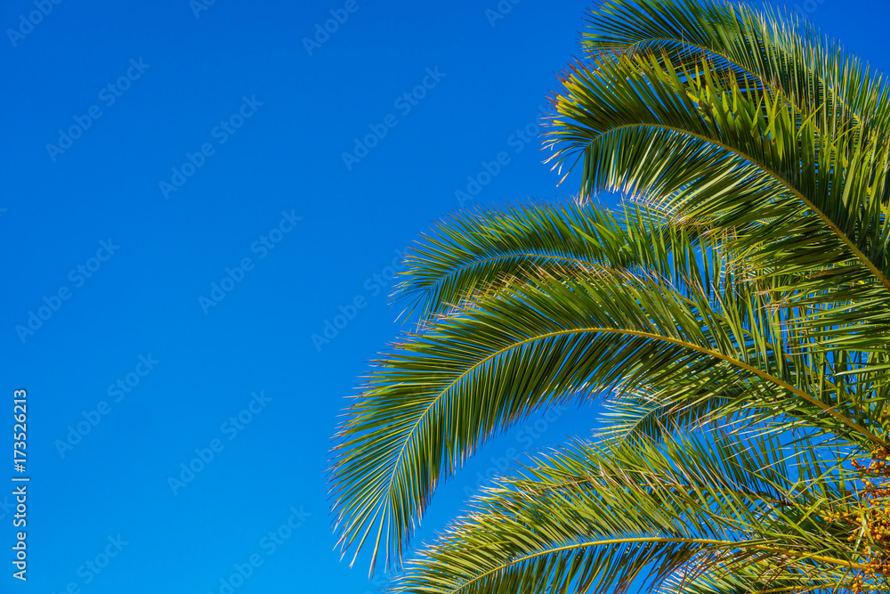 coconut palm tree on blue sky coconut palm tree on blue sky