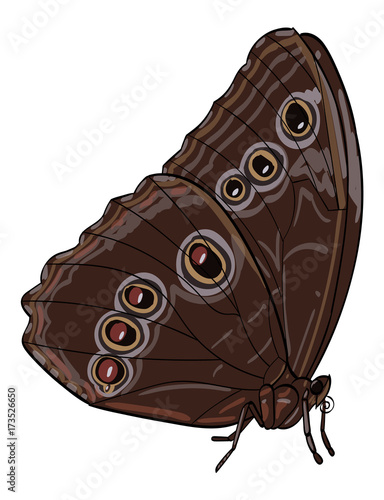 Butterfly sitting with wings closed