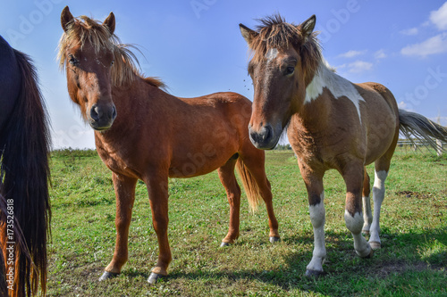 Horses in the meadow